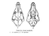 Usūrinis šuo 3 puslapis