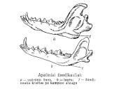 Usūrinis šuo 4 puslapis