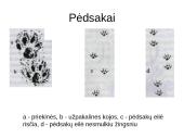 Usūrinis šuo 5 puslapis