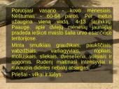 Usūrinis šuo 9 puslapis