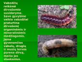 Vabzdžių reikšmė 11 puslapis