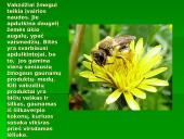 Vabzdžių reikšmė 12 puslapis