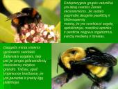 Vabzdžių reikšmė 13 puslapis