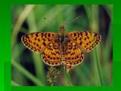 Vabzdžių reikšmė 15 puslapis