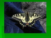 Vabzdžių reikšmė 16 puslapis