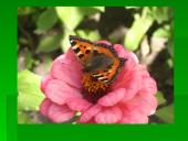 Vabzdžių reikšmė 17 puslapis