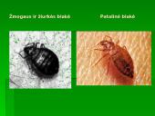 Vabzdžių reikšmė 19 puslapis