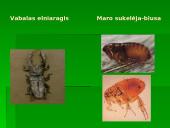 Vabzdžių reikšmė 20 puslapis