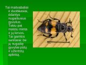 Vabzdžių reikšmė 7 puslapis