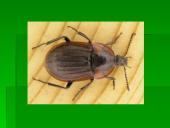 Vabzdžių reikšmė 8 puslapis