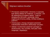 Vadovas ir jo vadovavimo funkcijos 20 puslapis
