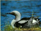 Vandens paukščiai 2 puslapis