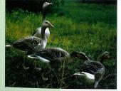 Vandens paukščiai 12 puslapis