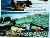 Vandens paukščiai 14 puslapis