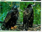 Vandens paukščiai 16 puslapis