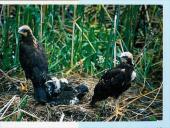 Vandens paukščiai 18 puslapis