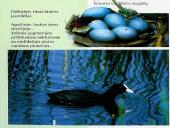 Vandens paukščiai 20 puslapis