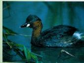 Vandens paukščiai 4 puslapis