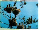 Vandens paukščiai 6 puslapis