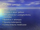 Vandens paukščiai 7 puslapis