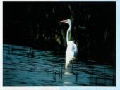 Vandens paukščiai 8 puslapis