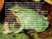 Varliagyvių dauginimasis ir vystymasis 3 puslapis