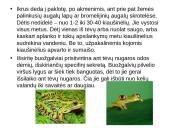 Varliagyvių dauginimasis ir vystymasis 4 puslapis