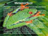 Varliagyvių dauginimasis ir vystymasis 8 puslapis