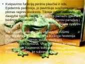 Varliagyvių dauginimasis ir vystymasis 9 puslapis