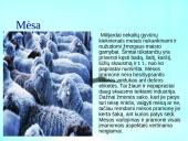 Vegetarizmas ir jo pasirinkimo priežastys 6 puslapis