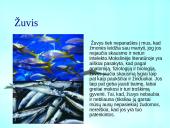 Vegetarizmas ir jo pasirinkimo priežastys 7 puslapis