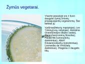 Vegetarizmas ir jo pasirinkimo priežastys 9 puslapis