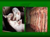 Vegetarizmas – kas tai? 17 puslapis