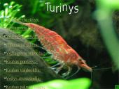 Vėžiagyviai 2 puslapis