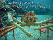 Vėžiagyviai 11 puslapis