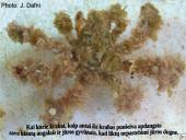 Vėžiagyviai 12 puslapis