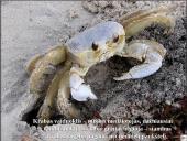 Vėžiagyviai 13 puslapis