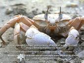 Vėžiagyviai 14 puslapis