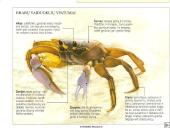 Vėžiagyviai 16 puslapis