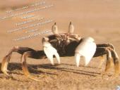 Vėžiagyviai 17 puslapis