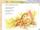 Vėžiagyviai 19 puslapis