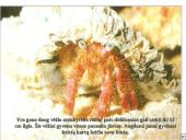 Vėžiagyviai 20 puslapis