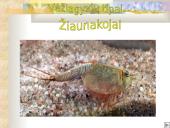 Vėžiagyviai 4 puslapis