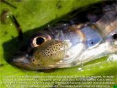 Vėžiagyviai 5 puslapis