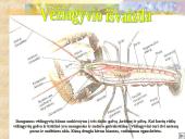 Vėžiagyviai 7 puslapis
