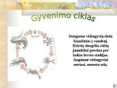 Vėžiagyviai 8 puslapis