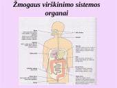Žmogaus virškinimo sistemos organai 2 puslapis