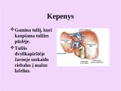 Žmogaus virškinimo sistemos organai 13 puslapis