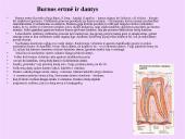 Žmogaus virškinimo sistemos organai 7 puslapis