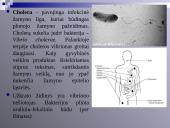 Virusų, bakterijų, protistų ir grybų praktinė reikšmė 12 puslapis